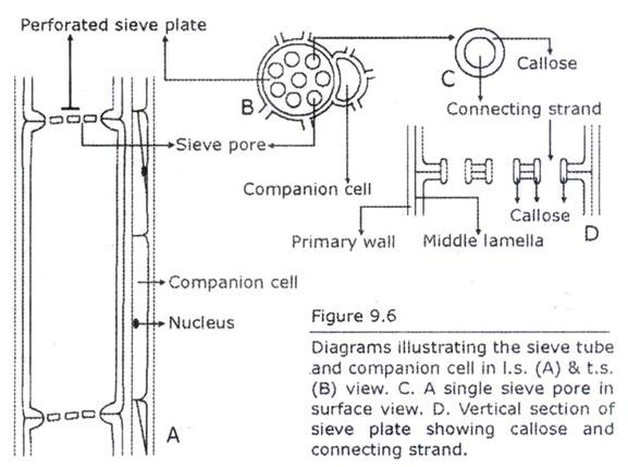 Seive Tube and Companion Cell in l.s. and t.s. View