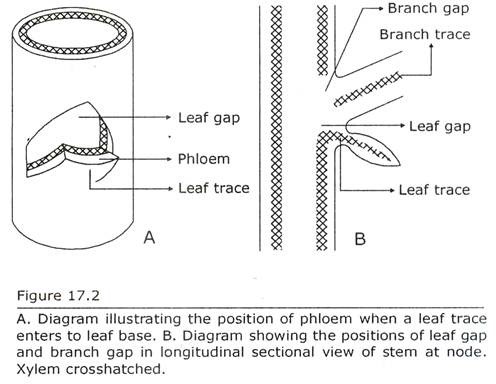 Position of Phloem when a Leaf Trace enters to Leaf Base