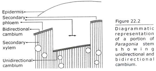 Portion of Paragonia Stem showing Unidirectional and Bidirectional Cambium
