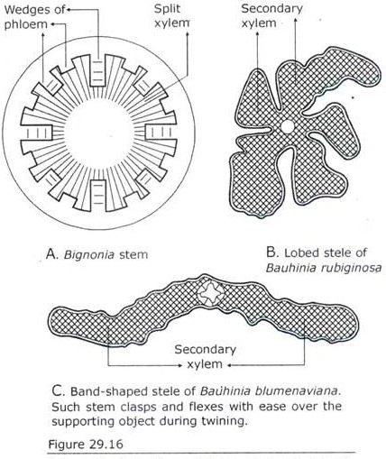 Anatomy of Stele of Lianas in Cross Sectional View