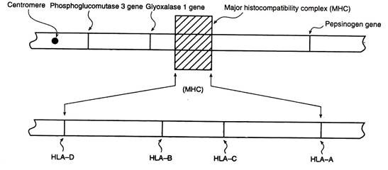 Gene map of part of the short arm of the chromosome 6 