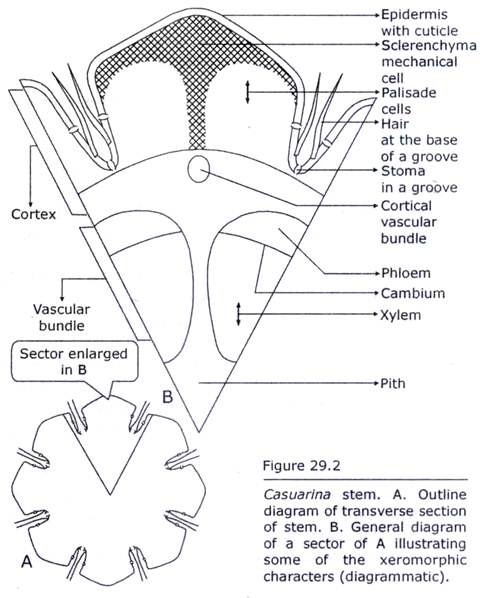 Casuarina Stem