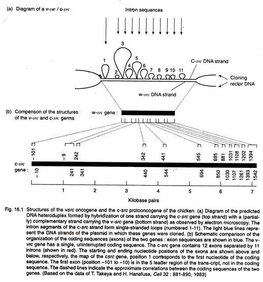 Structures of the vsrc oncogene