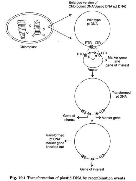 Trtansformation of plastid DNA by recombination events