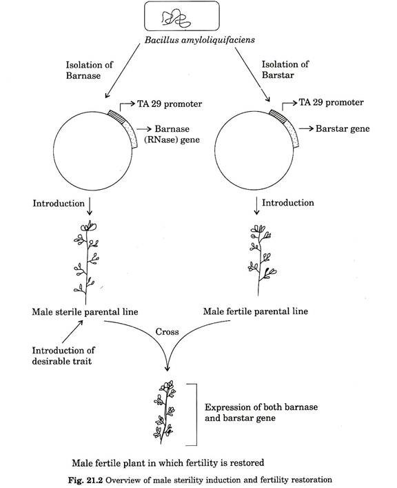 Overview of male sterility induction and fertility restoration