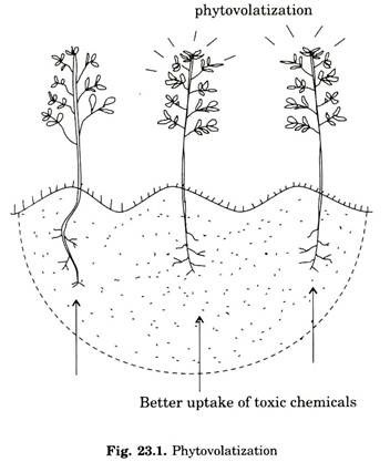 phytovolatization