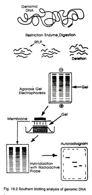 Sourthern bloting analysis of genomic DNA