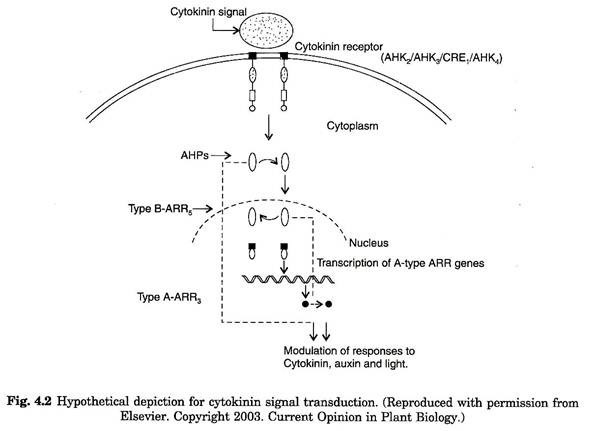 Hypothetical depiction for cytokinin signal transduction