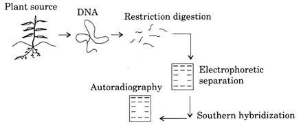 Overview of RFLP technique