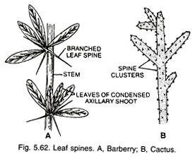 Leaf spines 