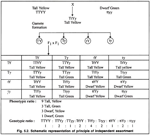 Principle of independent assortment