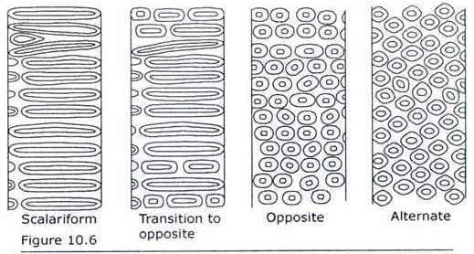 Different Types of Lateral Wall pitting of Vessel Member