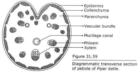 Transverse section of Petiole of Piper Betle