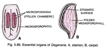 Essential Organs of Degeneria