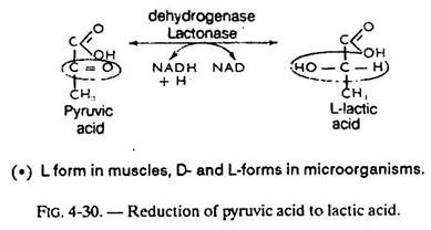 Reduction of Pyruvic Acid to Lactic Acid