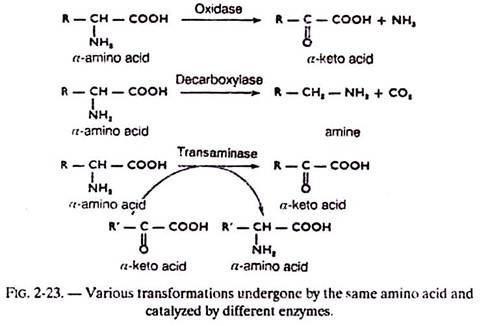 Various Transformation Undergone by the Same Amino Acid and Catalyzed by Different Enzymes