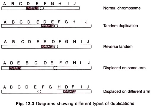 Different Types of Duplications