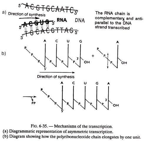 Mechanisms of the Transcription