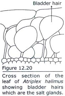 Cross Section of the leaf of Atriplex Halimus showing Bladder Hairs which are the Salt Glands