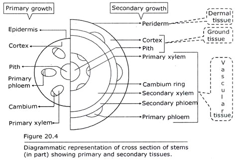 Cross Section of Stems showing Primary and Secondary Tissues