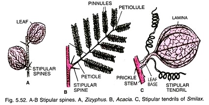 A-B Stipular Spines