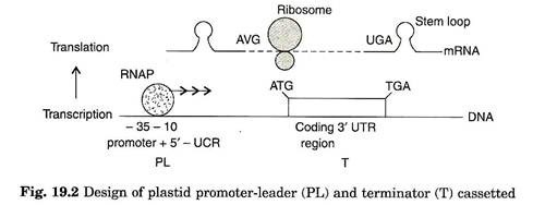 Design of plastid promoter-leader (PL) and terminator (T) cassetted