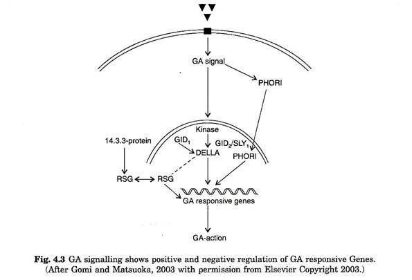 GA signalling  shows positive and negative regulation of GA responsive genes