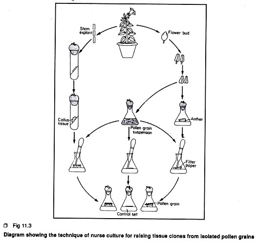 Blood groups of offspring can be determined from their parent’s genotypes