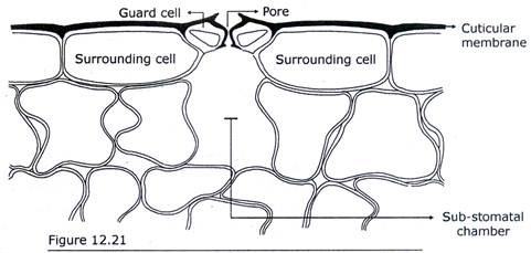 Stomatal Apparatus in Transverse Section