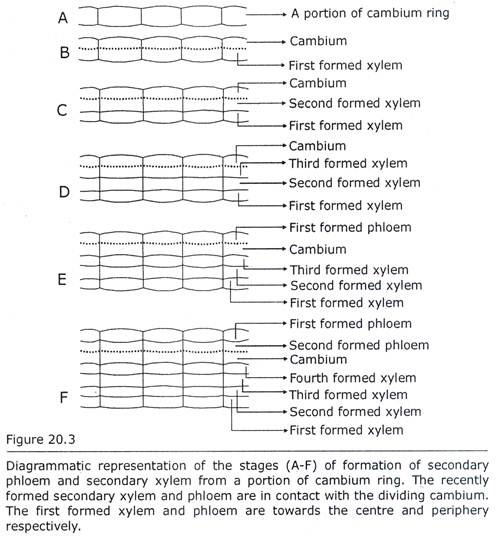 Stages of Formation of Secondary Phloem and Secondary Xylem from a portion of Cambium Ring