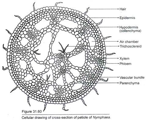 Cross section of Petiole of Nymphaea