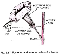 Posterior and Anterior Sides of a Flower