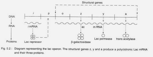 Lac operon