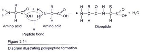 Polypeptide Formation