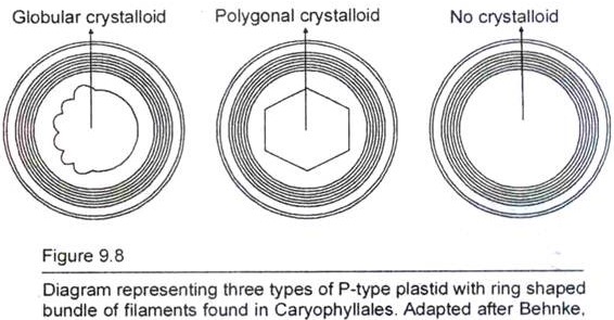 Three Types of P-type Plastid with Ring Shaped bundle of Filaments found in Caryophyllales