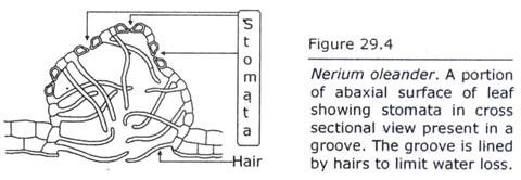 Nerium Oleander