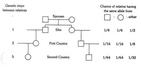 Result of children of first cousins marriage