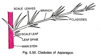 Cladodes of Asparagus