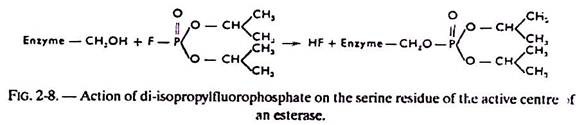 Action of di-isopropylfluorophosphate