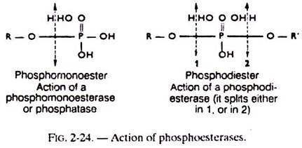 Action of Phosphoesterases