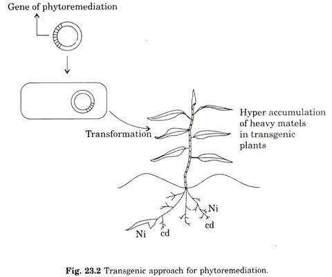 Transgenic Approach for Phytoremediation