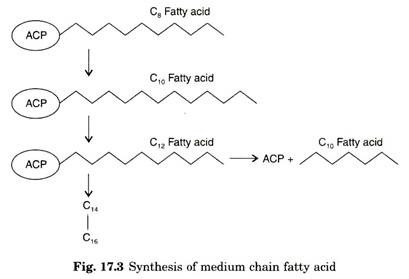 Synthesis of medium chain fatty acid