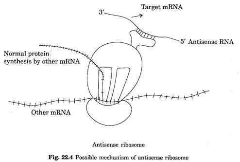 Possible mechanism of antisense ribosome