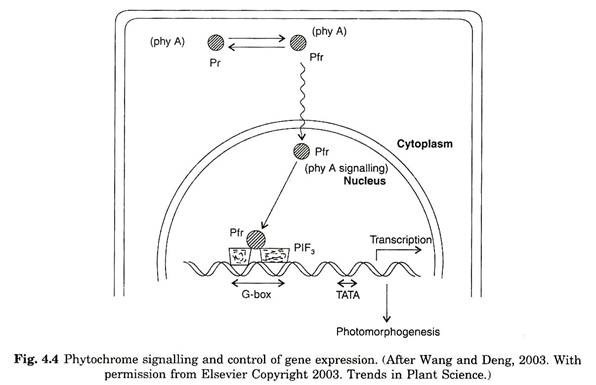 Phytochrome signalling and control of gene expression