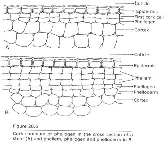 Cork Cambium or Phellogen in the Cross Section of a Stem and Phellem