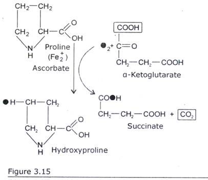 Hydroxylation of Proline leading to the formation of Hydroxyproline