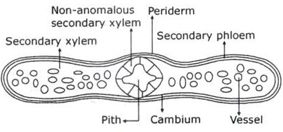 Transverse Section of Bauhinia Stem