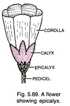 Flower Showing Epicalyx