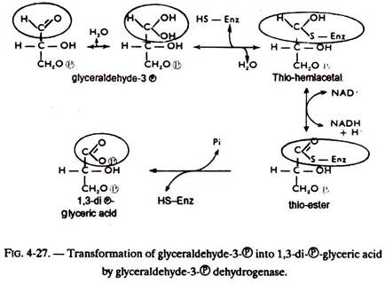 Transformation of Glyceraldehyde