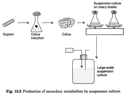 Production of Secondary Metabolites by Suspension Culture